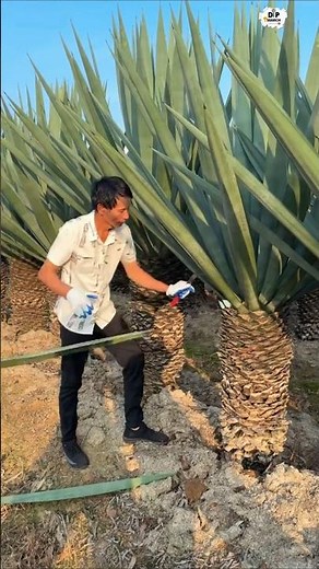 These Leaves Turn Into Super Strong Fiber!