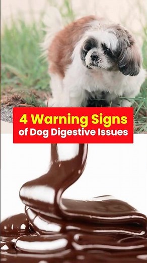 4 Warning Signs of Dog Digestive Issues Every Owner Should Know