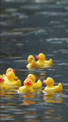 Rubber ducks race for charity