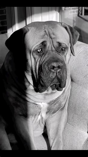 16K views · 797 reactions | Morpheus ❤️ #dog #maximusandmorpheus #dogsofinstagram #dogvideos #dogsdaily #dogreels #doglover #bigdogsonly #viraldogs #gooddog #doghumor #funnydogvideos #fyp #handsomedog #boerboel #bigdoglove #doghumour #themostinterestingmanintheworld #dogcontent #thatface #doglovers #pets #foryou #fblifestyle #dogsoftiktok #dogsoffb | Maximusandmorpheusbb | Facebook