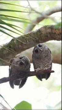 owl funny activity #animalfacts #funny #facts #1m #shorts #vlog #viralvideo #wildlifeconservation
