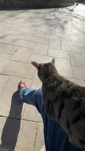 Baku. Azerbaijan 🇦🇿. #cat #baku #azerbaijan #travel #Baku #Баку #Shorts #Azerbaijan #BakuShorts