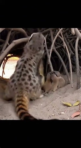 Sudden Shadow at a Mangrove Root Nest Entrance
