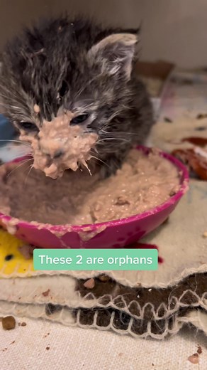 Weaning orphan kittens. #tiktokvet #kitten #orphan #weaning