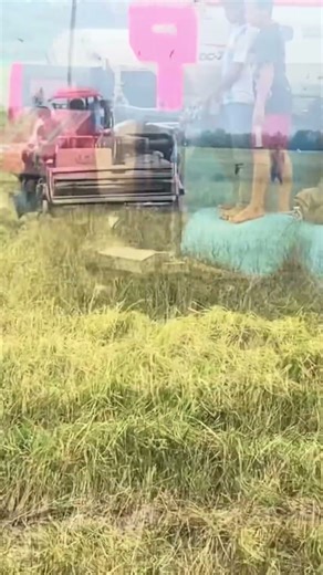 Cambodia honors the Rice Goddess with gratitude after every harvest.#agriculturestomaches