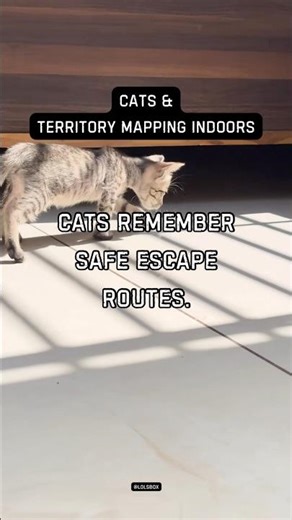 Cats remember safe escape routes. Survival instinct never fades.