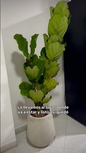 Ficus Pandurata: una planta de interior bien elegida #plantas #consejos