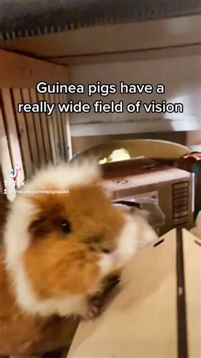 Guinea Pig Vision: 340 Degrees of Amazing Sight