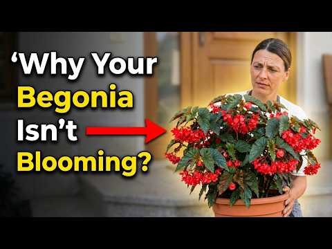 Begonia Care Guide: How to Grow Bigger, Healthier Blooms Indoors #begonia #gardening #plantlover