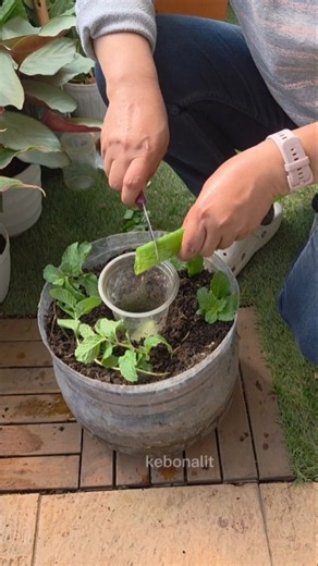 How to Grow Endless Mint at Home Easily! 🌱💚