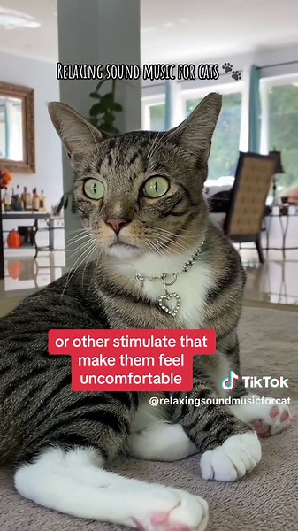 How to Stop Cats From Escaping. Part1 It's instinct for your house cat to want to explore and seek out the best view of its territory, even that seen through the window and blocked by an inconvenient door. You cannot change this instinct, but you can modify some of these irksome behaviors. Make the Escape Route Unpleasant Encourage your cat to stay away from danger zones with a few basic training techniques. Any time you see the at linurruptioneavche do rovalry to away? or dapped, hands to shoo