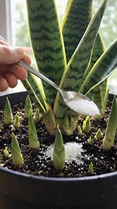 This Tiny White Powder Tip Helps Snake Plants Multiply Faster Learn it in 👉comments | Backyard Garden Tips