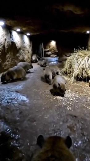 "We Crawled Inside a Rock Mammal's Secret Underground Tunnel — Nobody Expected THIS! 🐾😱