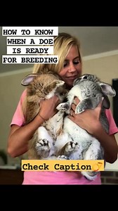 HOW TO KNOW WHEN A DOE IS READY FOR BREEDING As a professional rabbit farmer, breeding at the right time increases conception rate, litter size, and healthy kits. Many breeding failures happen because the doe was not truly ready. 1. ■ RESTLESS AND ACTIVE BEHAVIOR A ready doe becomes more active and may rub her chin on cage items. 2. ■ SWOLLEN AND REDDISH VULVA This is the clearest physical sign that the doe is in heat. 3. ■ ACCEPTS THE BUCK EASILY A receptive doe allows mating without fighting o