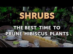 The Best Time to Prune Hibiscus Plants