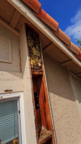 Massive hidden beehive and a black widow inside this wall