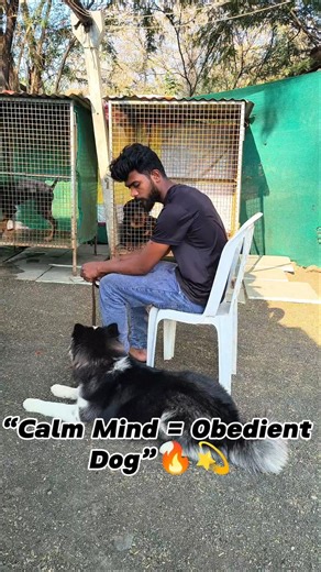 “Ultimate Dog Impulse Control Training 🔥 | Calm Mind = Perfect Dog”