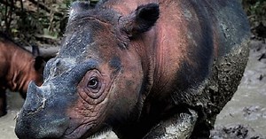 Nhiều loài động vật, thực vật có nguy cơ tuyệt chủng cao