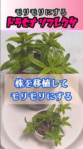 盛り盛りに移植【親株と子株を寄せ植え】#ドラセナ #寄せ植え #もりもり #親株 #子株 #観葉植物 #観葉植物初心者