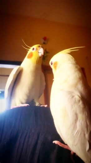 Angry Cockatiels 😠🐦 Himu Rupa Mood!#AngryCockatiel #FunnyBirds #BirdShorts