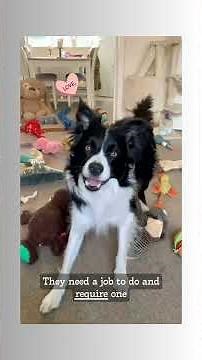 The Ultimate Guide to Border Collies: Behavior, Health, and Lifespan