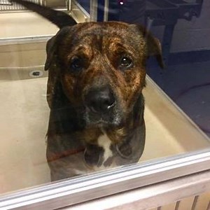 💔 💔 It is absolutely heart-wrenching to see a sweet and loving soul like ELVIS #A1843309 become scared and hopeless in the shelter environment 💔 💔 This precious boy may have once been someone's pet, but like most dogs who arrive at the shelter as strays, no one has come forward to claim him and we doubt that anyone is missing him 😢 The minute he was brought to his kennel, his spirit was crushed. You can clearly see in his eyes that the shelter is no place for a dog. This is a boy who needs 