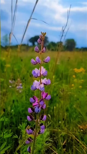 Stunning Close-Up of a Purple Lupine Flower
