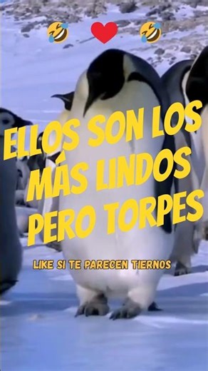 Los pingüinos más torpes del planeta 🐧😂 (no vas a parar de reír) #shortsviral