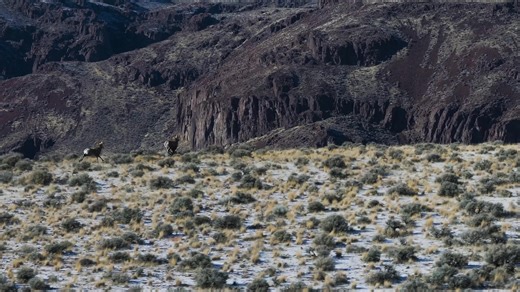 You may have heard about bighorns being released into southern Idaho’s Owyhee canyonlands, and now you can see the whole story behind this intensive project to boost bighorn herds in the Owyhees. Idaho Fish and Game, in partnership with Oregon Department of Fish and Wildlife, Wild Sheep Foundation, and others, translocated 30 California bighorn sheep in January from a healthy population near John Day, Oregon to the Jacks Creek area in the Owyhees. | Idaho Fish and Game Southwest Region