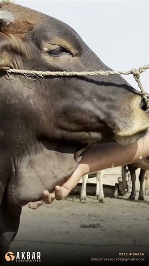 Sahiwal bull ready for Eid #shorts #foryou #qurbani #livestock #eid #trending #cow