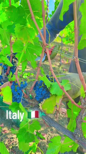 Agriculture work in Italy: pay, hours and scenic farms