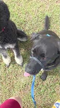 Dog obedience with gentle leader head collar.
