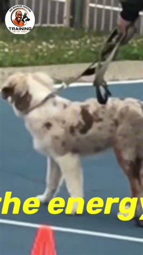 The Importance of Letting Time Pass: Why Your Dog Can’t Calm Down on Command