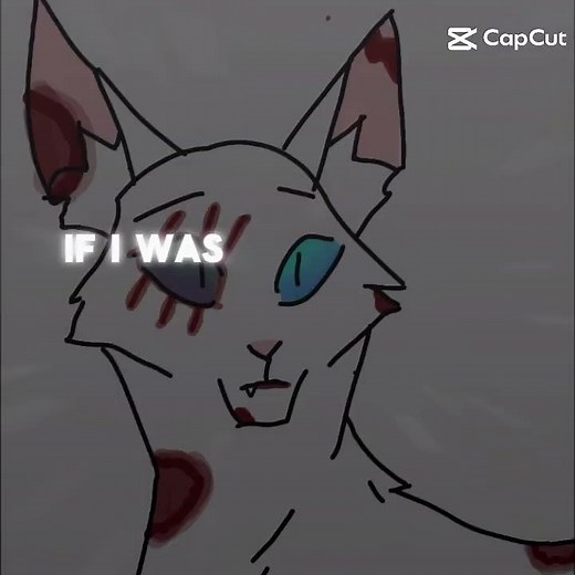 Warrior Cats ✍️
