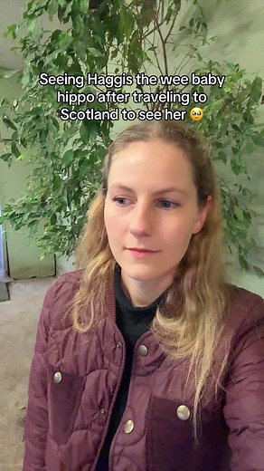 Meet Haggis: The Shiny Potato Baby Hippo at Edinburgh Zoo