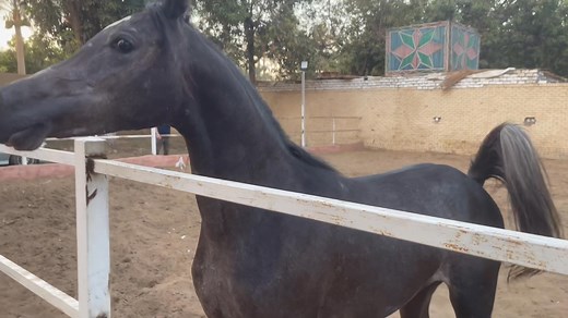 Mohamed Reda on Reels