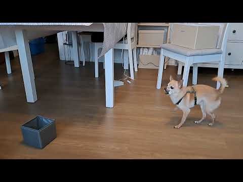 Chihuahua hilft im Haushalt. 😄