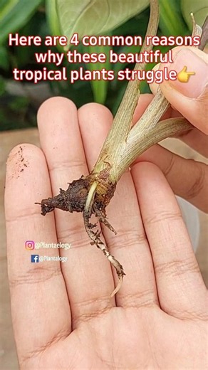 Why You Failed To Grow Alocasia - Alocasia 4 Important Plant Care Tips