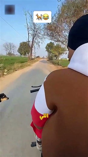 Why do dogs chase bicycles and motorcycles? 😳🐶 #shorts