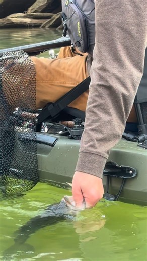 This fat Alabama bass was in a deep hole 🕳️ n a rock ledge. Drifted the @nikko_baits sinking hellgrammite down to it and got it to bite. | Creek Fishing Adventures