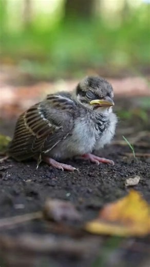 🐦❤️🐤An Unlikely Nanny: Magpie Cares for a Lost Chick #Magpie #AnimalLove #BirdRescue #CrossSpecies