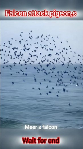 (the best) peregrine falcon vs pigeon group