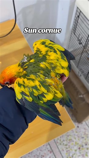 Essential Tips for Pet Bird Lovers: Understanding Conures