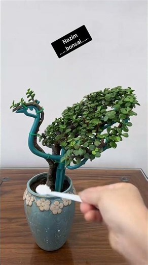 Using this support frame with a young Jade Plant seedling creates a fun and beautiful peacock shape