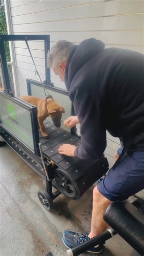 Why I Love Dog Mills (Slat & Electric) We use both slat mills and electric mills in our programs, and the benefits are huge: 👉 Strength & conditioning - helping our dogs build fitness and endurance. 👉 Joint-friendly - safer than letting dogs smash themselves around the park. 👉 Controlled environment - no off-lead dogs rushing over, and no interruptions to training outcomes. 👉 Time-efficient - when time is limited, we can rotate dogs on the mill, and it can be used anytime. Best of all, the d