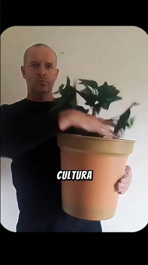 Você sabia que as mandrágoras existem de verdade? #mandragora #plantas #curiosidades