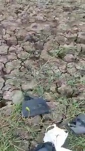 Catching hassar in Guyana - Second Video. A great catch! Language spoken in video is Guyanese creolese from Region 6. Video: Videsh Ramdatt www.guyanasouthamerica.gy | Guyana, South America