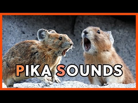 Pika Sounds, Pika Squeaks and Calls
