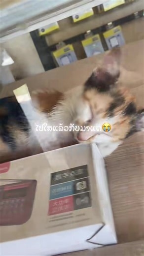 ກັບມາຫາເເນ່😭#ມີຫນ້າຮ້ານພ້ອມສົ່ງທຸກແຂວງ #ຮ້ານຂາຍໂທລະສັບມື1ມື2ມີຮັບປະກັນທຸກເຄື່ອງ #ຢ່າປິດການມອງເຫັນຂ້ອຍເດີ