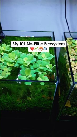 My 10L No-Filter Ecosystem ❤️🌱🦐🐟 #aquarium